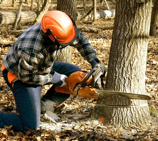 Tree Removal in Tupelo, MS